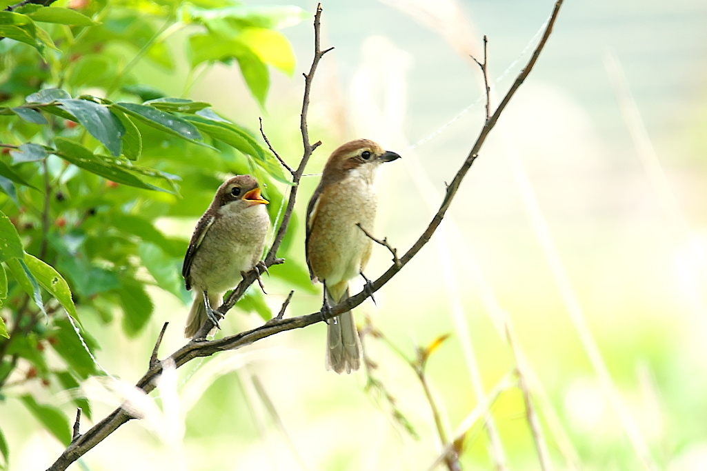 漸くだったが、…（４）