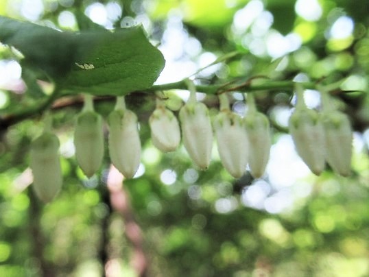 ネジキ②IMG_0004 (640x427) (2)