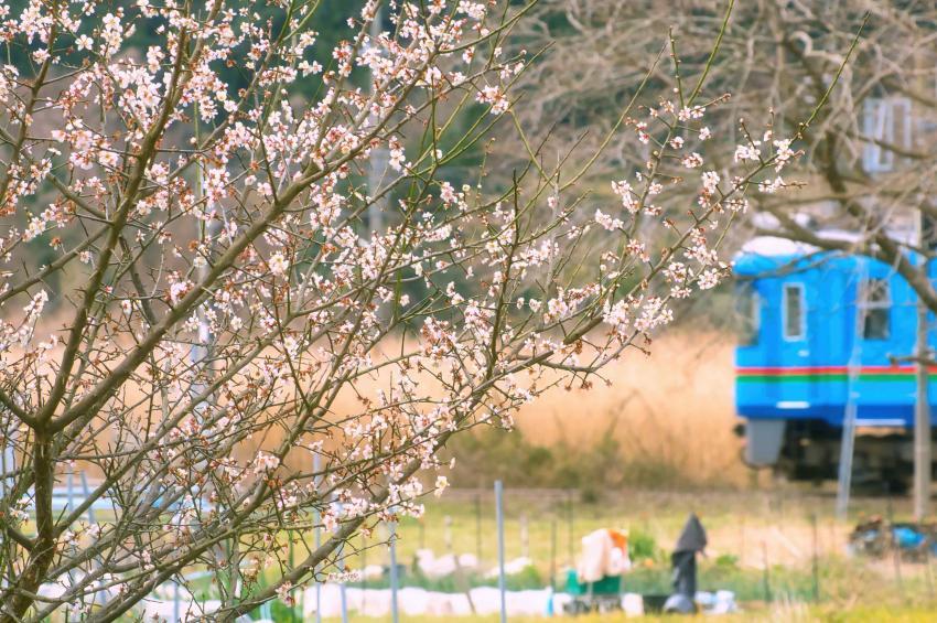 4週続けての撮り鉄です・・・