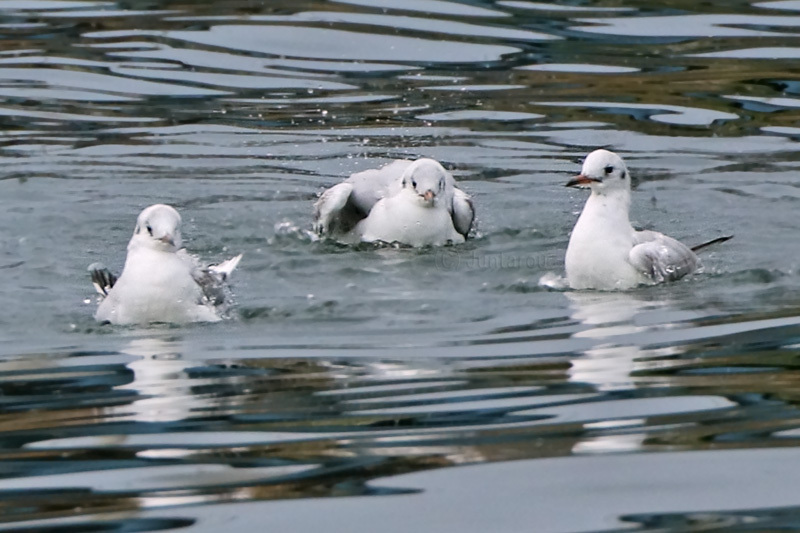 ユリカモメ 少し増えてきたかな…