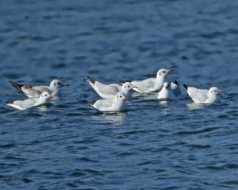 ユリカモメ 成鳥が多かったよ