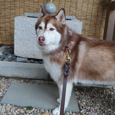 ハスキー マドレーヌ