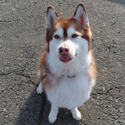 茶ハスキー マドレーヌ