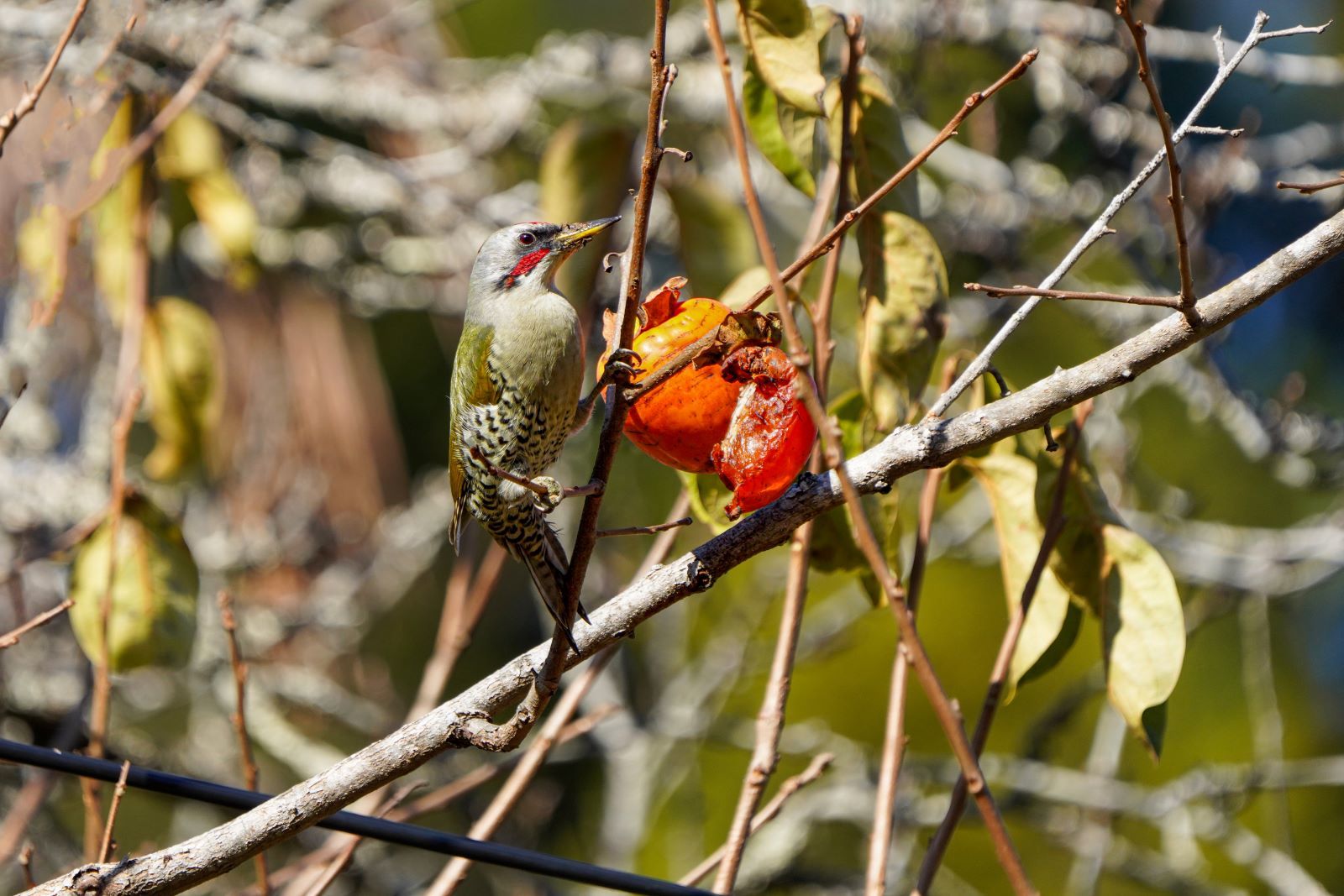 DSC00381 のコピー