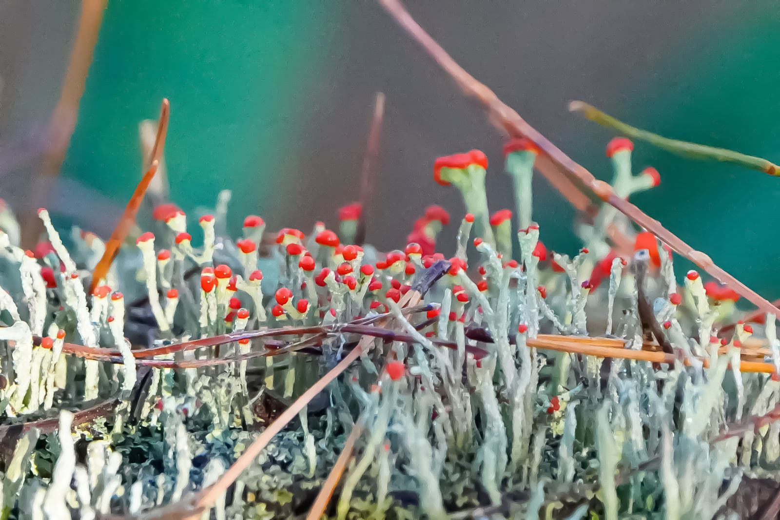 DSC00834 のコピー 2