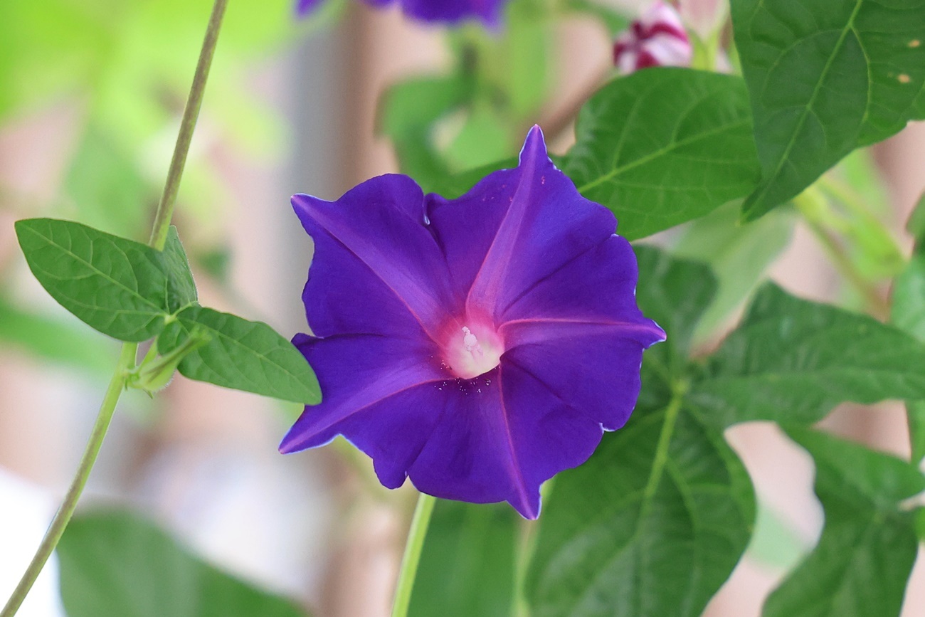 朝顔　クルクマ　綿の花
