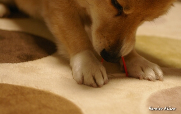 昨夜のスナップ