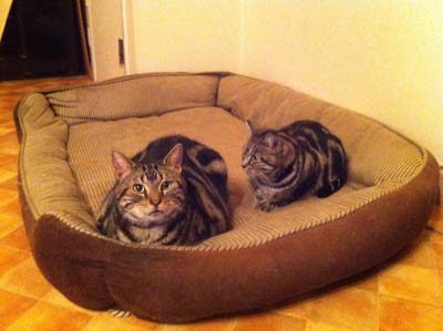 カイリーのベッド