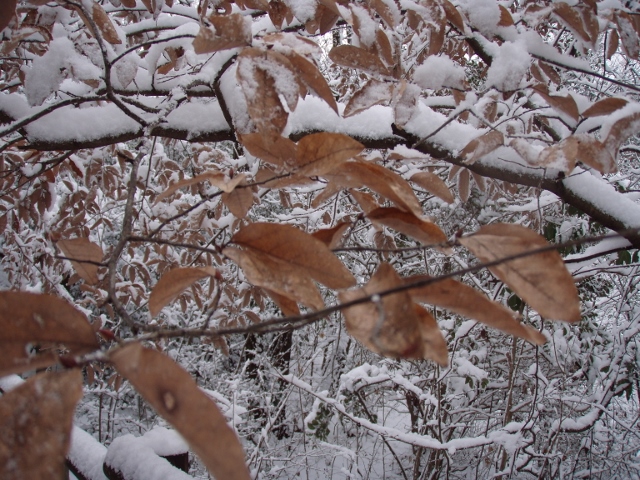 ﾔﾏｺｳﾊﾞｼP1202461 (640x480)