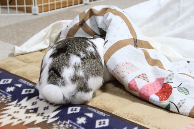 IMG_8288だいち0121