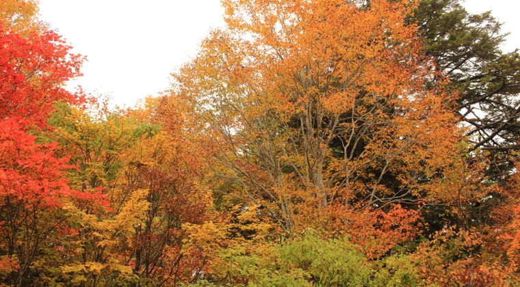 🎶行くぜ東北🎶シリーズ2022第2弾♯01会津駒ケ岳（7）テントを撤収し御池ロッジへ