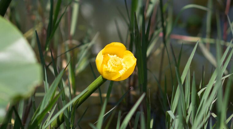 福島潟でコウホネの花を撮って来ました
