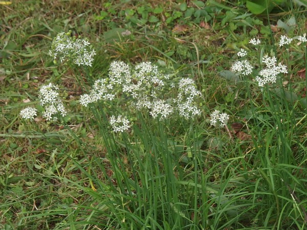 f:id:akinosato:20180916164044j:plain f:id:akinosato:20180916164044j:plain