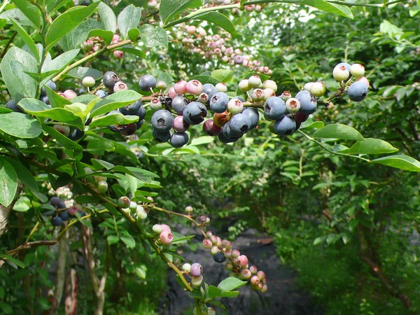 f:id:akinosato:20210717152208j:plain