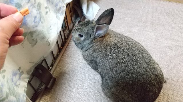 f:id:akirosso:20210430211534j:plain