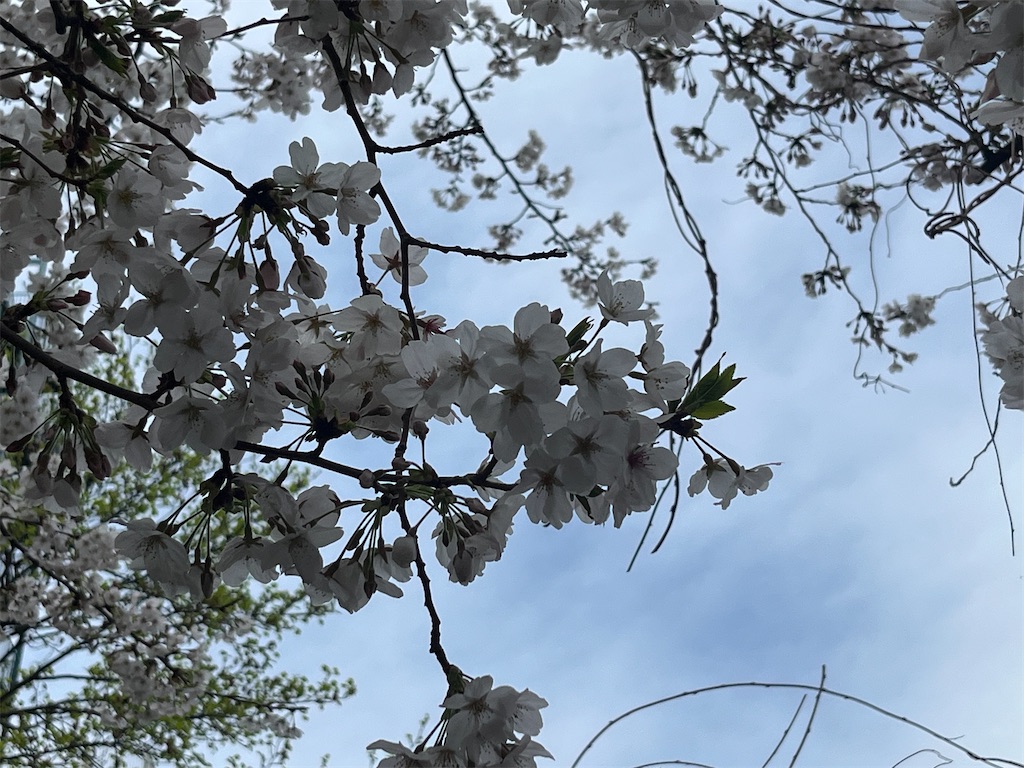 f:id:berry42195:20240404155243j:image