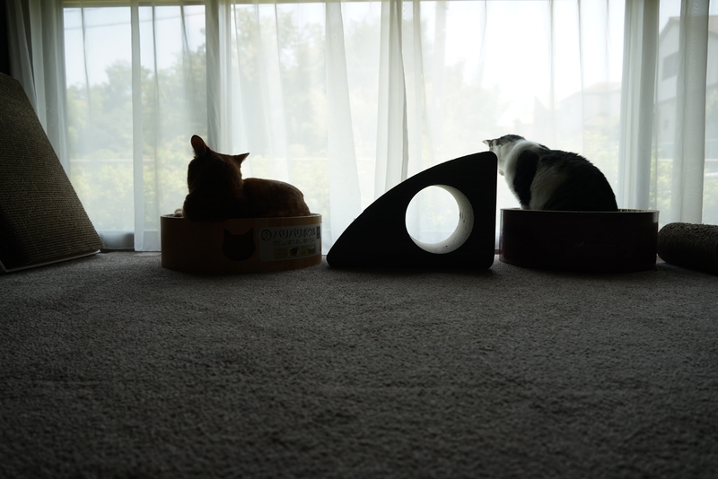 窓辺の猫たち