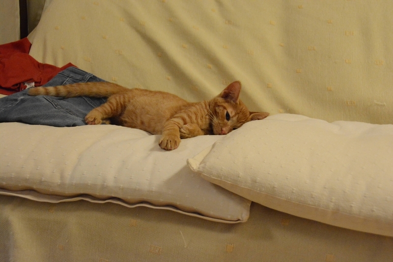 うとうとする仔猫