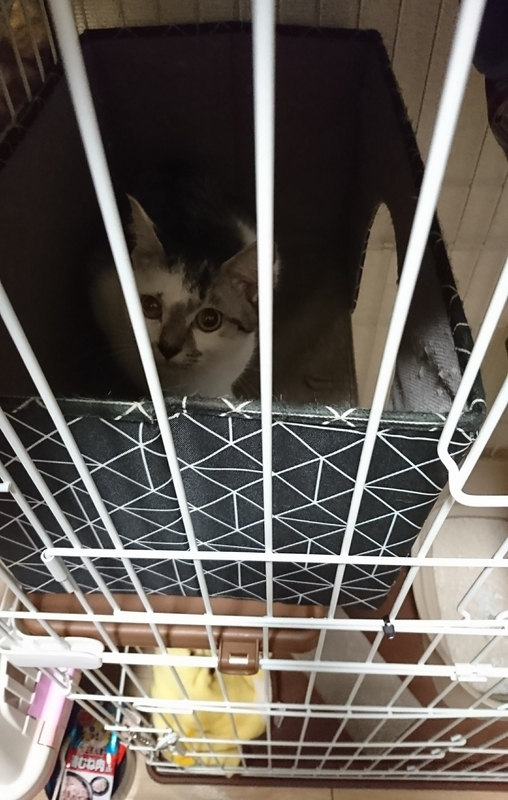 ケージの猫