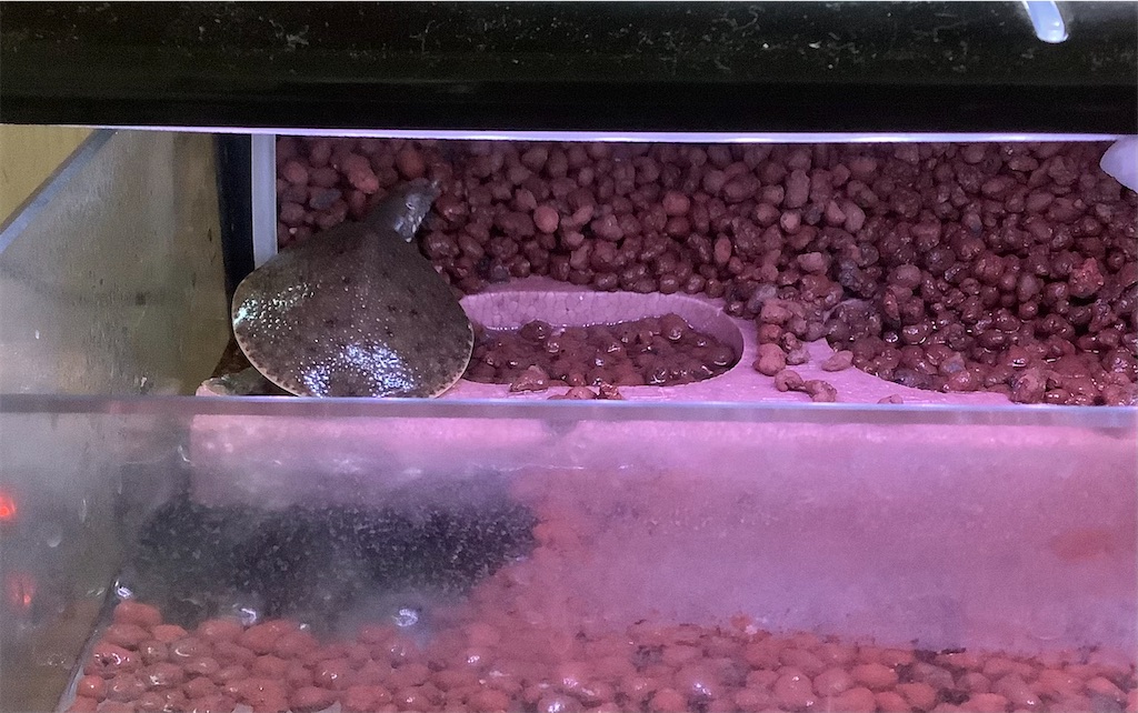 f:id:darucoro9216kun:20240224105402j:image