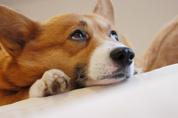 f:id:hatenacinnamon:20060709193606:image