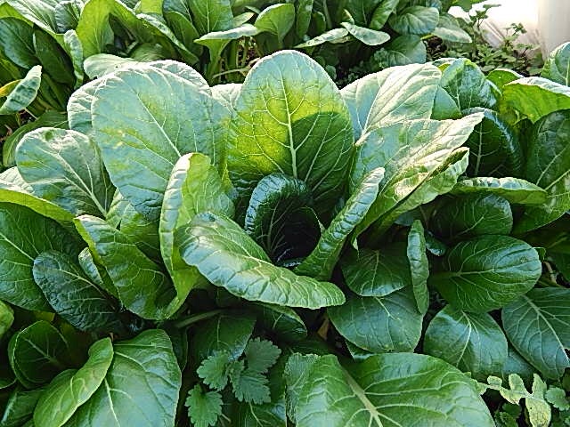 f:id:homare-temujin:20140201203224j:plain