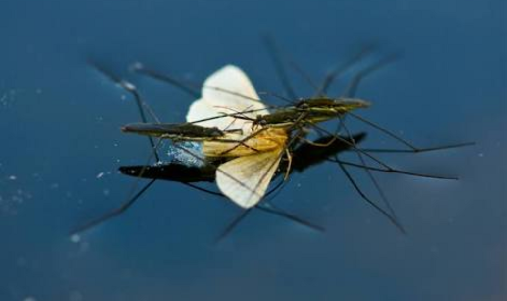 f:id:hoso-11-bishamonten:20180807025429p:plain f:id:hoso-11-bishamonten:20180807025429p:plain