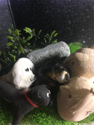 f:id:hukunekox:20191217225509j:image f:id:hukunekox:20191217225509j:image