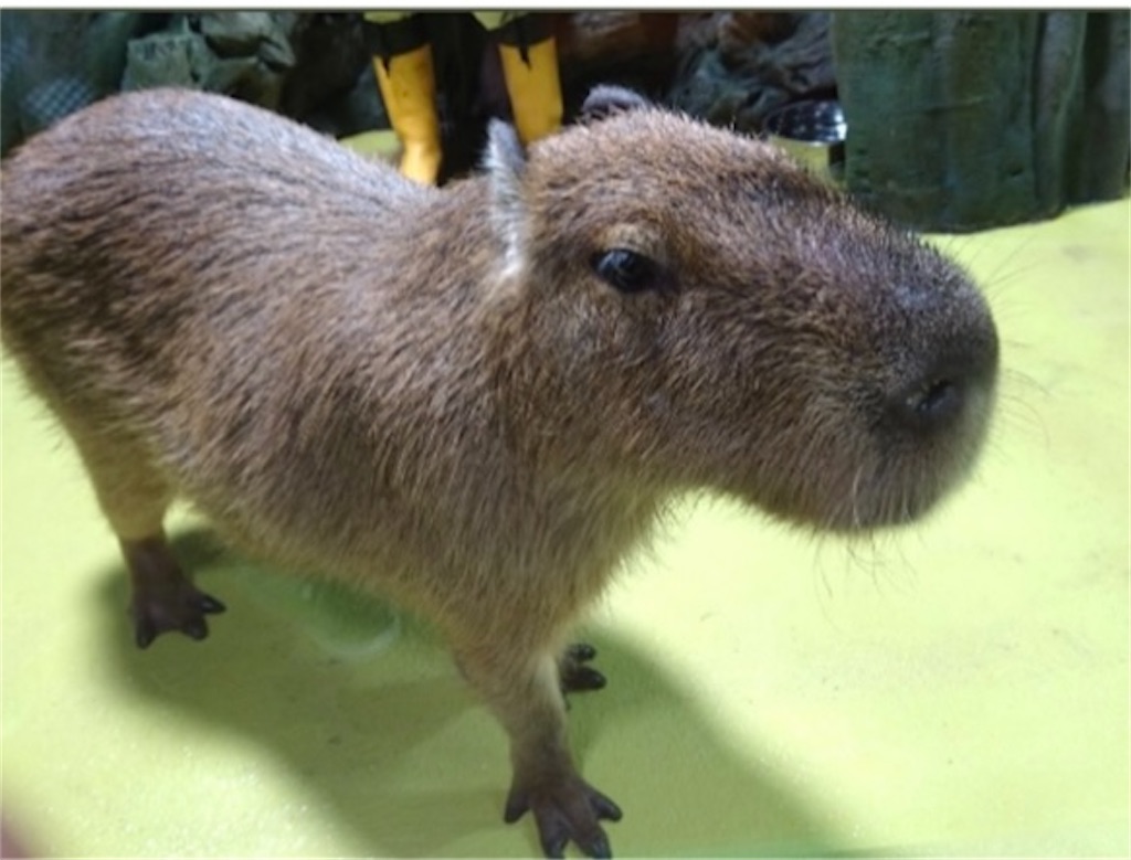 f:id:hukunekox:20221206105306j:image