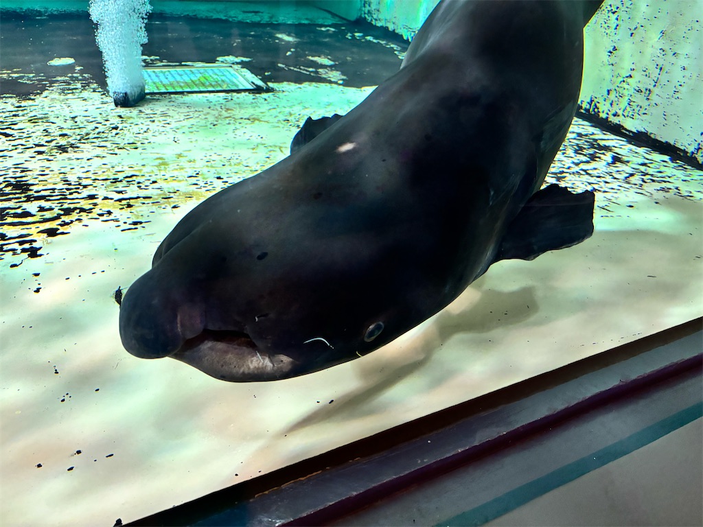 f:id:iechiko:20241109100639j:image