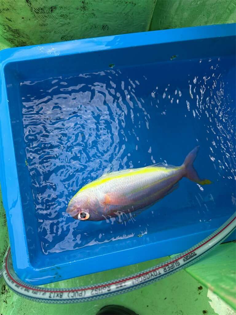 f:id:ikuo00uk:20251228164706j:image