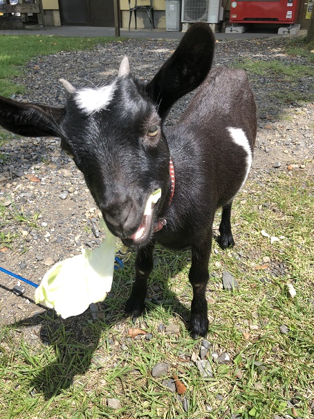 f:id:ikutanpapa:20190903114547j:plain f:id:ikutanpapa:20190903114547j:plain