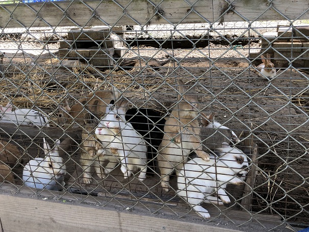 f:id:ikutanpapa:20190903115254j:plain f:id:ikutanpapa:20190903115254j:plain