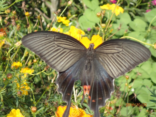 f:id:inakatano2:20161002222440j:plain f:id:inakatano2:20161002222440j:plain