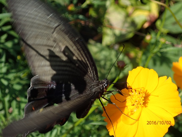 f:id:inakatano2:20161002222652j:plain f:id:inakatano2:20161002222652j:plain