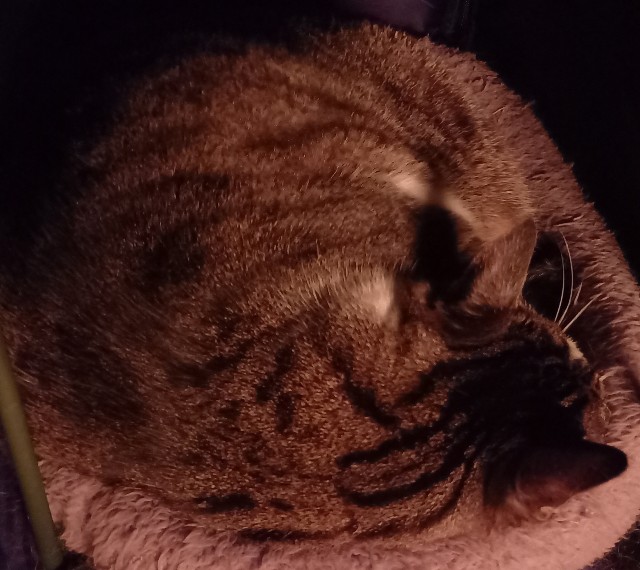 f:id:kagenogori:20251219183511j:image f:id:kagenogori:20251219183511j:image