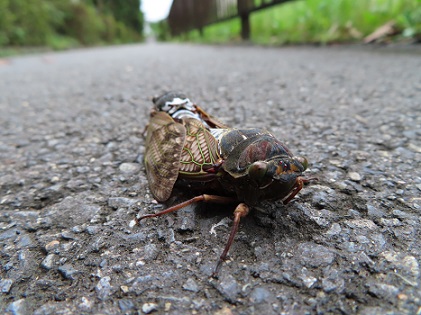 f:id:kanamankun:20200730164630j:plain f:id:kanamankun:20200730164630j:plain