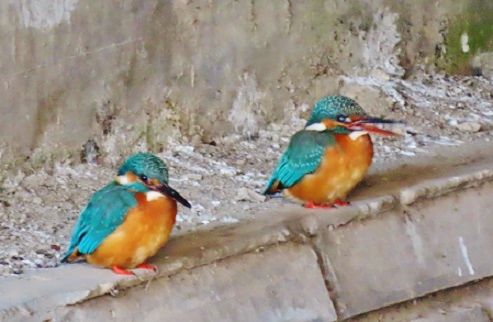 f:id:kanamankun:20220101162440j:plain