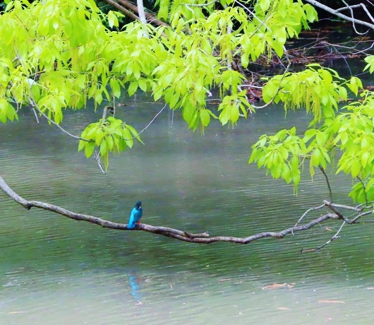 f:id:kanamankun:20220115141316j:plain