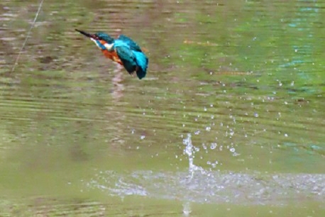 f:id:kanamankun:20220115141528j:plain