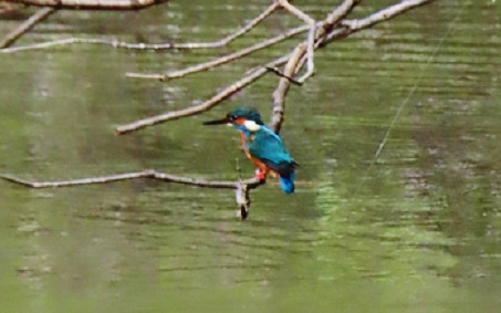 f:id:kanamankun:20220115141706j:plain