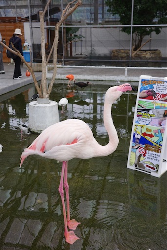 f:id:kayoroom557:20231105082415j:image