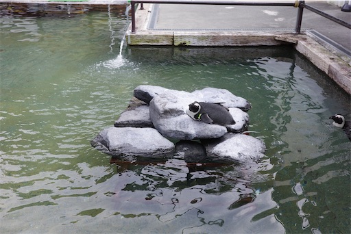 f:id:kayoroom557:20231105082417j:image