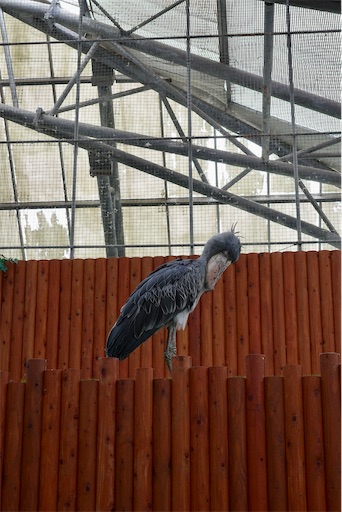 f:id:kayoroom557:20231105082424j:image