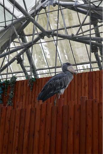 f:id:kayoroom557:20231105082444j:image