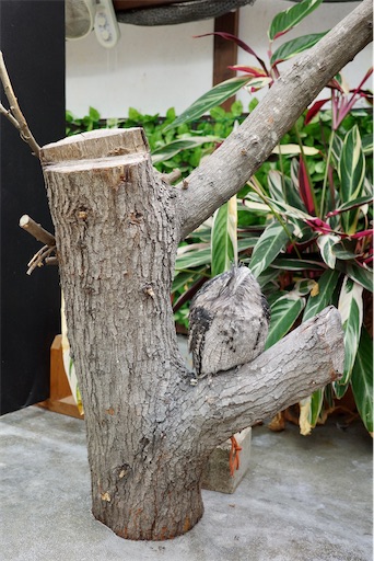 f:id:kayoroom557:20231105082450j:image