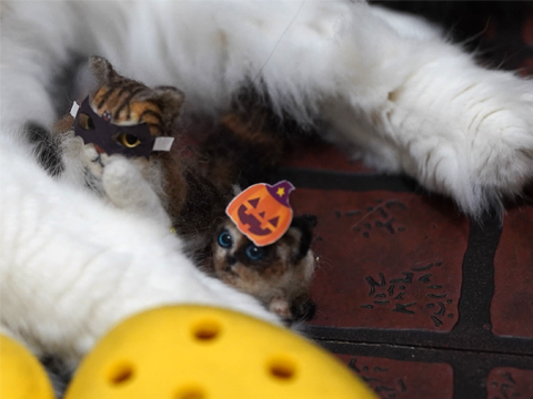 f:id:kazuhiro0214:20251103110732