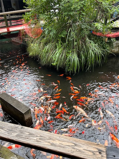 f:id:ksakmh:20250831094334j:image