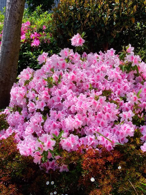 f:id:makkosan70:20210430130917j:plain