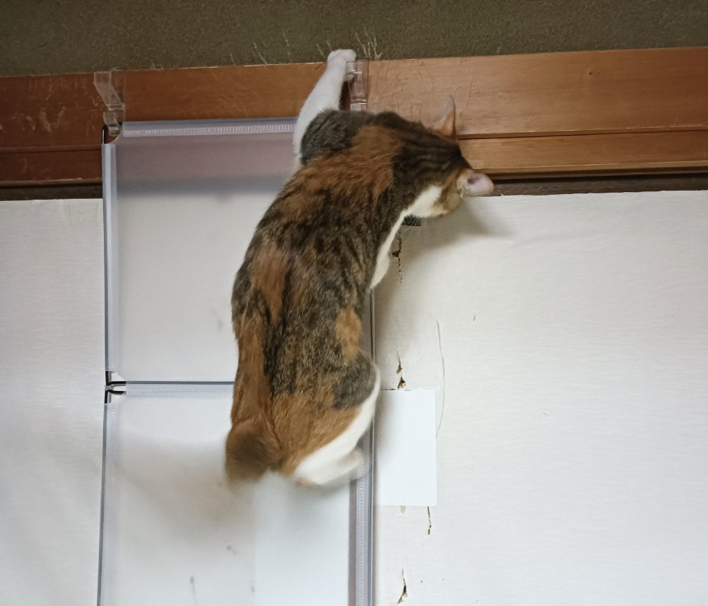 f:id:minikko115:20251215093254j:image